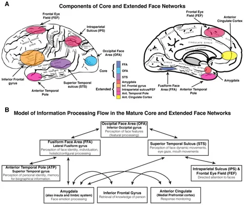 Schéma scientifique présentant les réseaux de reconnaissance des visages dans le cerveau humain, avec des cartes anatomiques cérébrales et un diagramme du flux d'informations entre les régions neurales