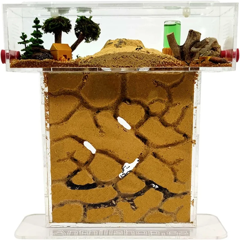Petite fourmilière T- en sable naturel (acrylique) - avec fourmis incluses - de 20 à 30 fourmis.